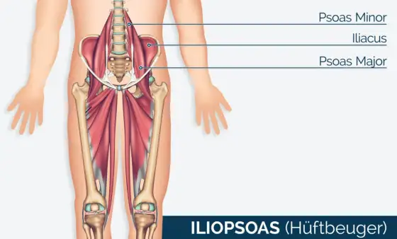 Psoas major - der große Hüftbeuger verständlich erklärt