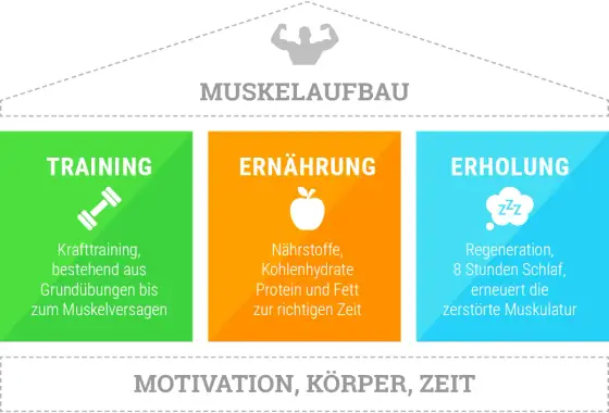 Muskelaufbau richtig steuern - Training, Eiweiß und Erholung